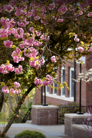 Kariotis building with flowering tree in foreground